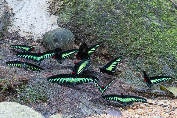 Trogonoptera brookiana-0081