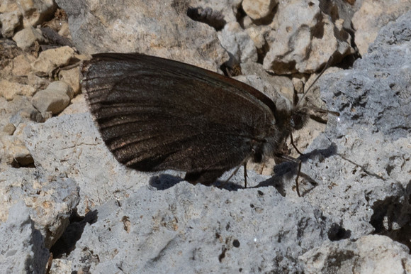 Erebia pluto-1620 - Col de l'Izoard - 25/06/25