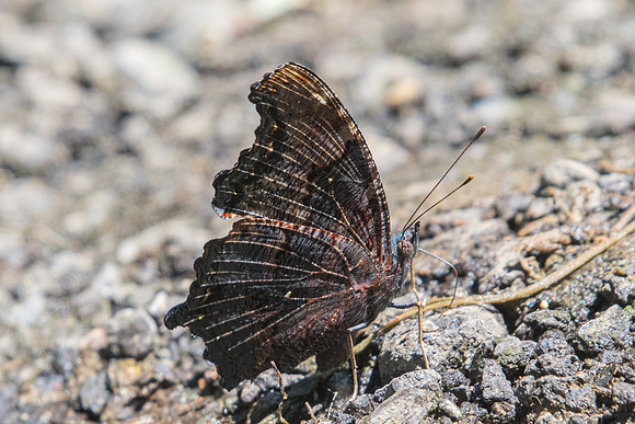 Kaniska canace-0785  - Chiang Dao - 16/11/23