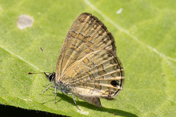 Prosotas nora-5137 - Doi Inthanon - 24/03/24