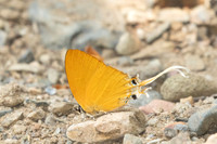 Ticherra acte-1663 - Chiang Dao - 18/03/25