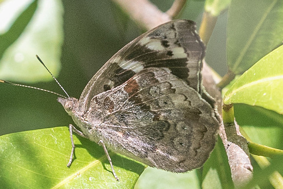 Eunica tatila tatila-3076 - Tulum - 27/05/18