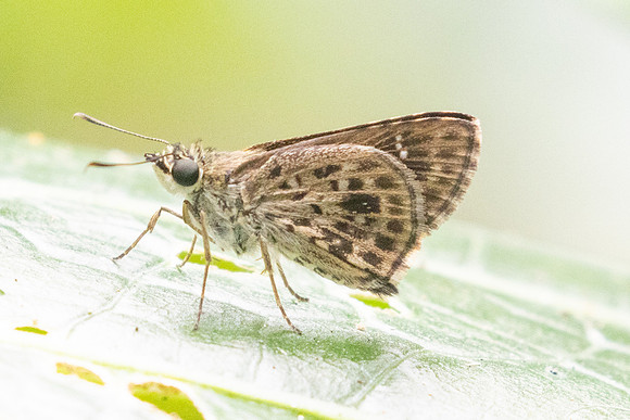 Halpemorpha albipectus-2389 - Chiang Dao - 20/03/25