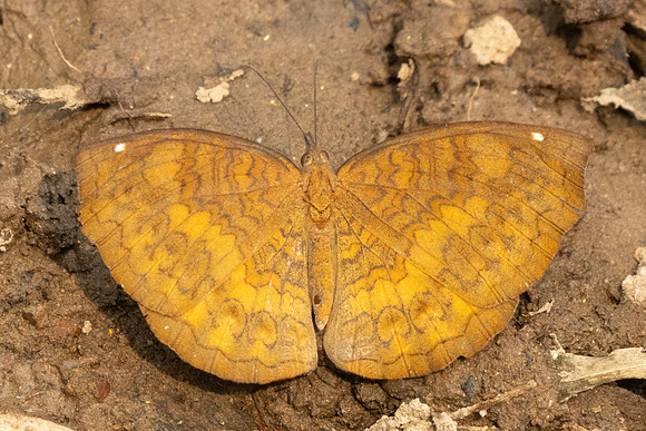Ariadne merione-2268 - Chiang Dao - 19/03/25