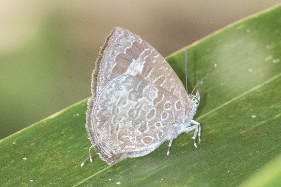 Arhopala paraganesa zephyretta-4949