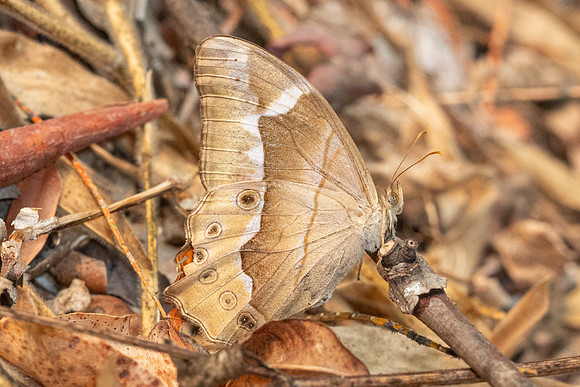 Lethe mekara-0367 - Chiang Dao - 16/03/24