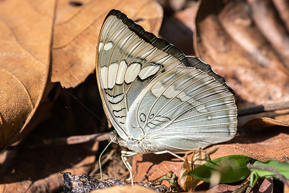 Euthalia patala-5657