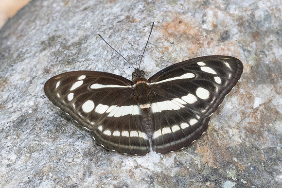 Athyma pravara-4796 - Doi Inthanon - 25/03/25