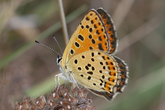 Lycaena tityrus-8731