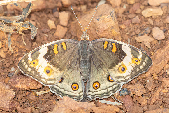 Junonia orithya ♀-6705 - Putrajaya - 30/03/25