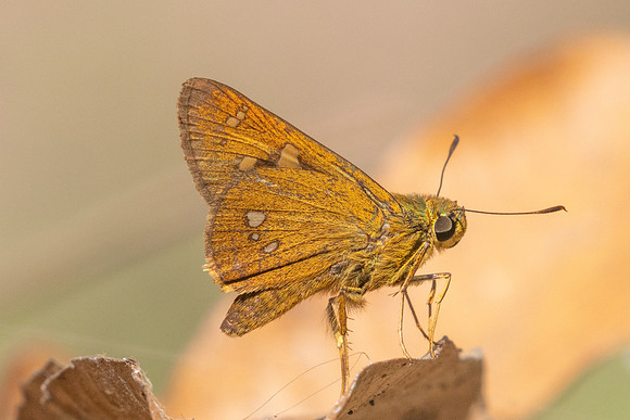 Polytremis eltola-3748- Doi Inthanon - 23/03/25