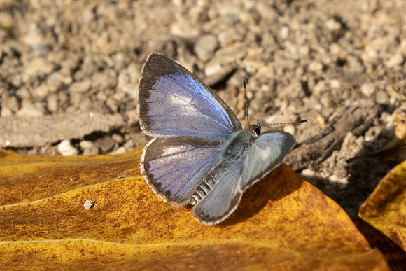 Acytolepis puspa-4198