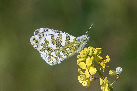 Euchloe ausonia-7886