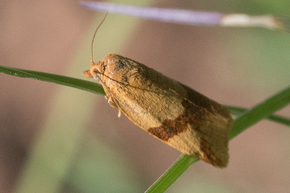 Epagoge grotiana F.-9121