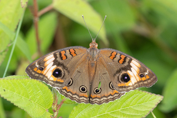 Junonia zonalis-8755