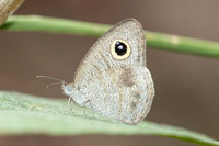 Ypthima nebulosa-5316