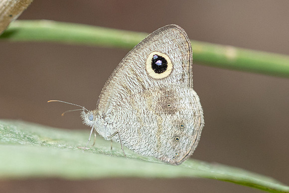 Ypthima nebulosa-5316