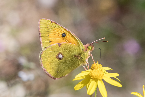 Colias crocea 8273 Route Paranestiou Sidironerou - 15/04/22