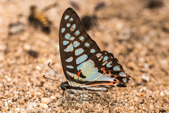 Graphium doson-4816 - Chiang Dao - 12/03/23