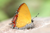 Heliophorus epicles latilimbata-4880- Chiang Dao  - 12/03/23