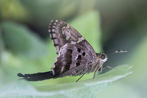 Urbanus proteus-0779 - Barichara - 7/06/24