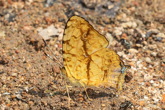 Symbrenthia lilaea-5640
