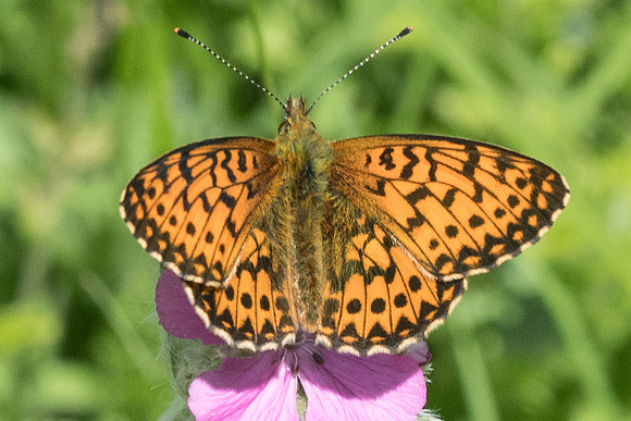 Boloria euphrosyne-22