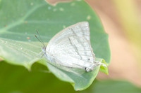 Drina dodina-3001 - Doi Suthep - 21/03/25