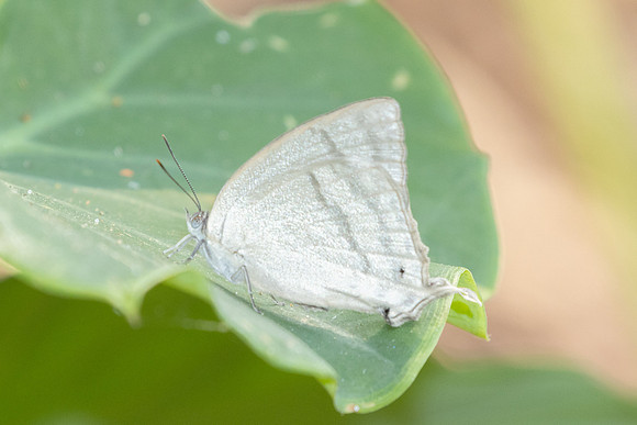 Drina dodina-3001 - Doi Suthep - 21/03/25