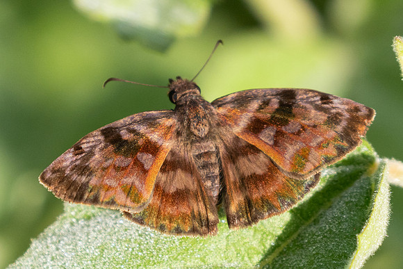 Ebrietas anacreon-3916