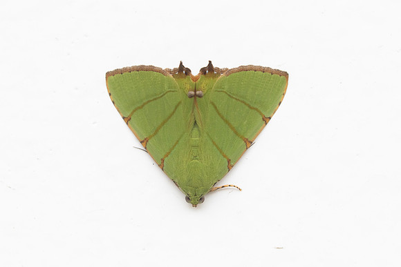 Eulepidotis folium nuit-6033