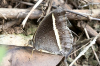 Telinga malsara (mycalesis)-1798
