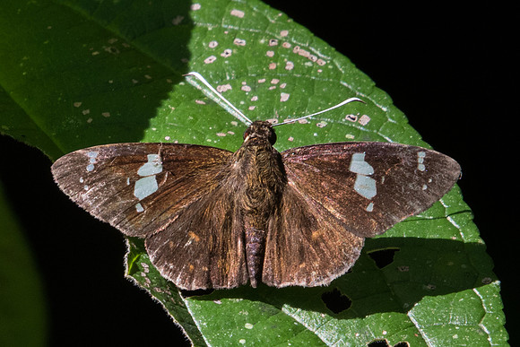 Celaenorrhinus putra-0583  - Chiang Dao - 16/11/23