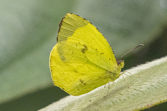 Abaeis xantochlora-5874  - Salento - 16/06/24