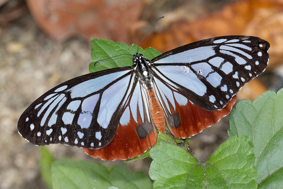 Parantica sita sita-4957 - Doi Inthanon - 23/03/24