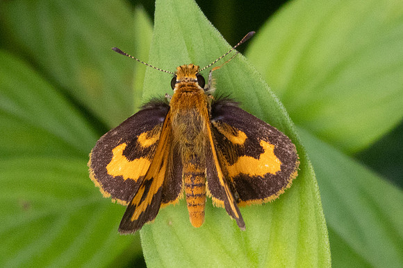 Taractrocera archias-9599
