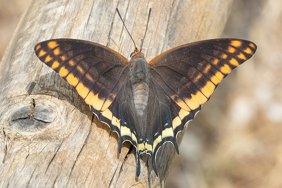 Charaxes jasius-8857 - - Le Beausset - 5/06/25