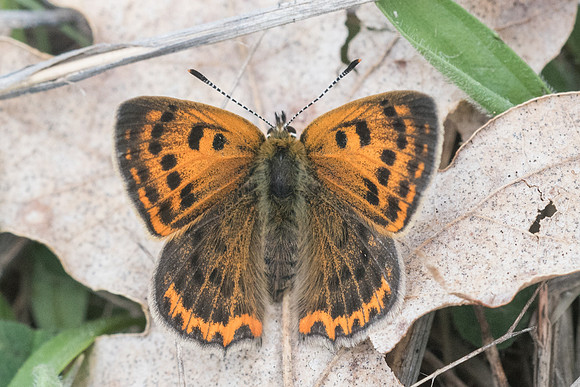 Lycaena ottomana ♀-3568 - Alexandroupoli - 11/04/22