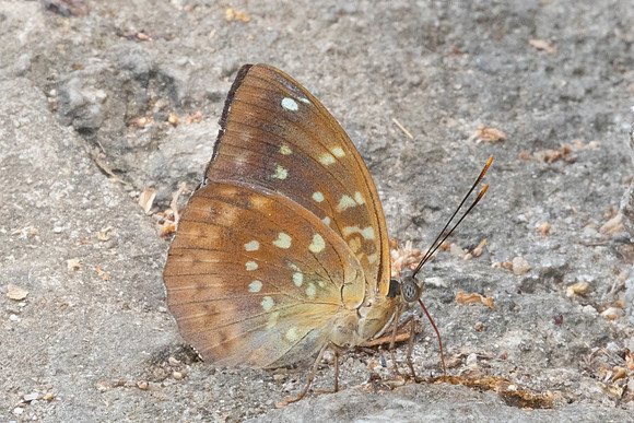 Lexias pardalis-7166