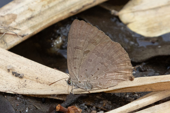 Arhopala sp-6397 - Doi-Suthep - 27/03/24