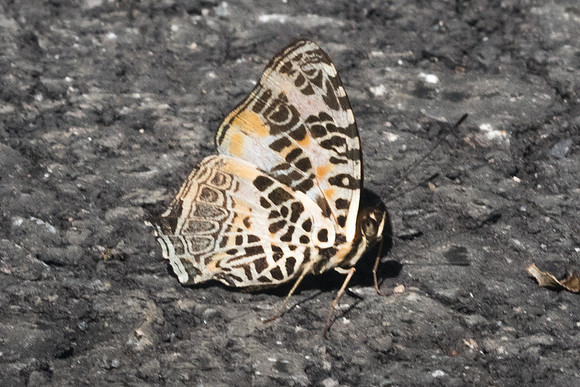 Symbrenthia hypselis cotanda-9344 - Chiang Dao - 14/11/23