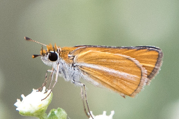 Copaeodes minima-5511