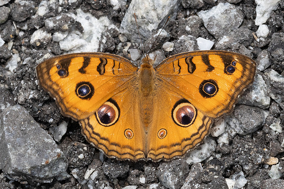 Junonia almana-6945 - Sepang - 30/03/25
