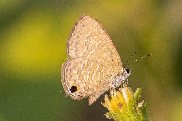 Prosotas nora-6611