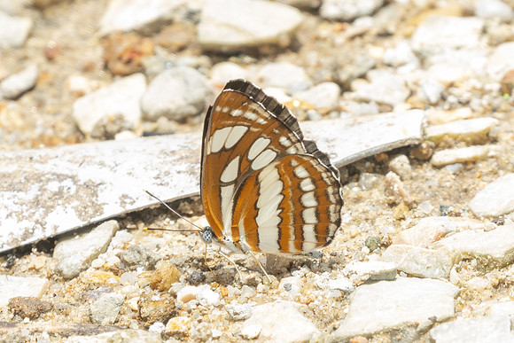 Neptis hylas-9262