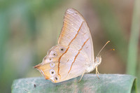 Lethe sinorix - 4700 - Doi-Suthep - 22/03/24