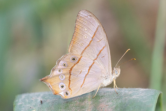 Lethe sinorix - 4700 - Doi-Suthep - 22/03/24
