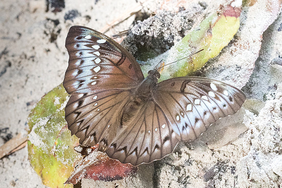Euthalia teuta ♀-6454 - Railay - 25/11/23
