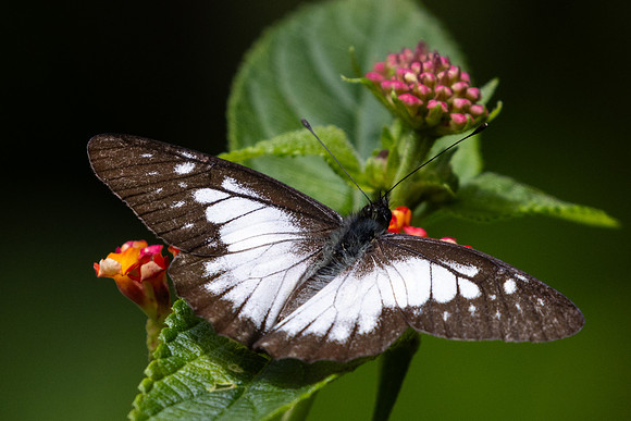 Catasticta prioneris-5976