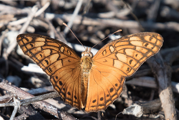Euptoieta hegesia-0460